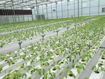 數字化推動品牌農業發展;中國農產品出口將遭遇4大難題