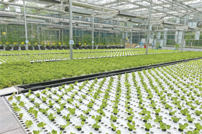 持續做強農業&ldquo;芯片&rdquo; 2022年武漢種博會在黃陂開幕