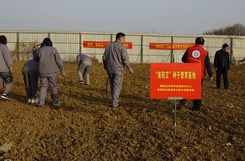 河南南陽試種太空艾草