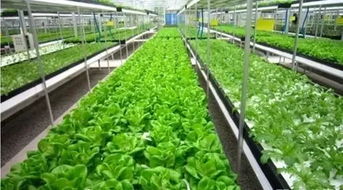 星宏關注 山東省將打造 名牌 農產品