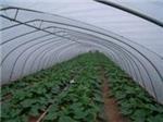玻璃溫室當(dāng)選京豐溫室大棚建設(shè)|承德溫室大棚-石家莊京豐農(nóng)業(yè)科技提供玻璃溫室當(dāng)選京豐溫室大棚建設(shè)|承德溫室大棚的相關(guān)介紹、產(chǎn)品、服務(wù)、圖片、價(jià)格養(yǎng)殖大棚、溫室大棚建設(shè)、大棚設(shè)計(jì)安裝、蔬菜大棚建設(shè)、智能溫室大棚建設(shè)、大棚骨架建設(shè)、