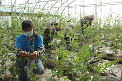 宣化鎮(zhèn):科技田里&ldquo;姊妹花&rdquo;