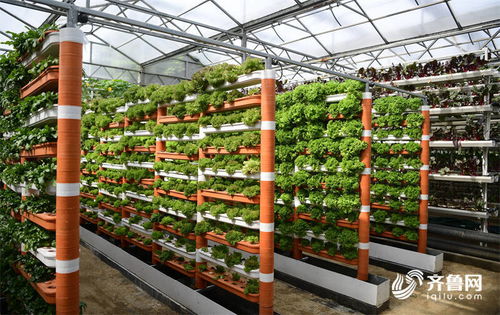 科技為農(nóng)業(yè)插上騰飛的翅膀——高端智庫看山東菜博會(huì)新技術(shù)與新品種百花齊放